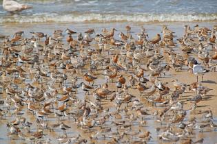Red knots